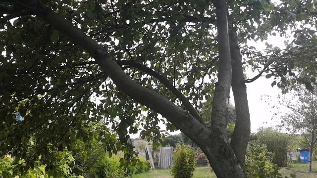 SOCIAL MEDIA DETOX/3 дня без интернета на даче/Книжный влог/Анна Каренина смотреть онлайн