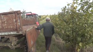 Собрали 3 тонны фундука! Урожай фундука 2022. Галле, барселонский, каталонский