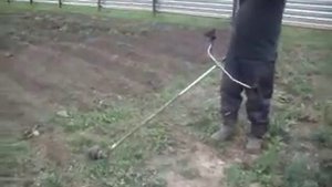 прополка картофеля бензо-тримером