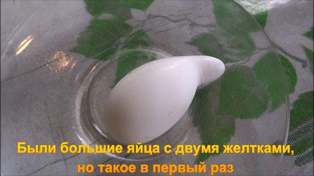 Яйцо необычной формы