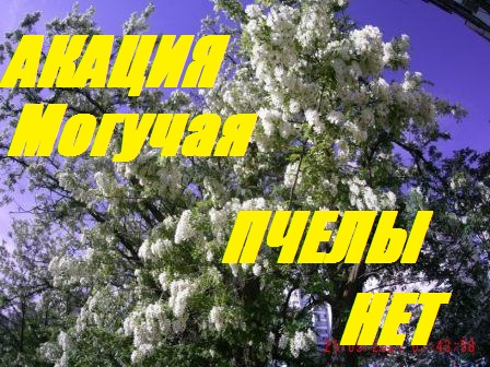 Пчеловоды в ШОКЕ,ТРАНСЕ,растерянности.Основной Показатель на взятке мёда с БЕЛОЙ АКАЦИИ. смотреть онлайн