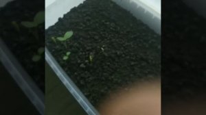 Выращивание Белой акации.