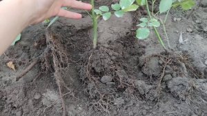 Какие корни наращивает черенок розы за год? #корнесобственные_розы #черенкование_роз