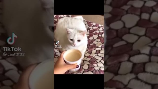 котик блюет от сметаны