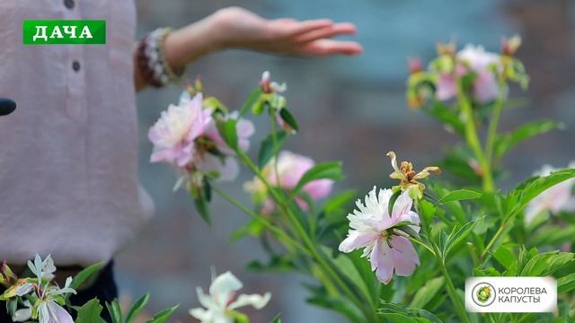 ПИОНЫ  ТРАВЯНИСТЫЕ  - как ухаживать после цветения смотреть онлайн