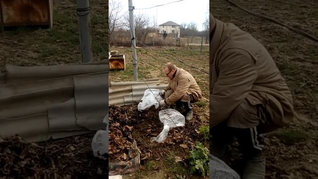 Раскрытие Виноград после зимы март 17 03 2018 смотреть онлайн