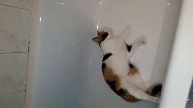 #виделивидео. Кошка моется сама.