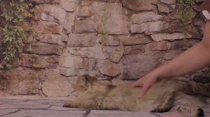 Шотландская кошка золотая шиншилла Ириша Олли