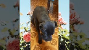 Щенок Кане корсо ест мороженое)(10 месяцев)