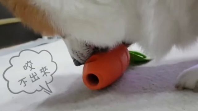 ПЕСИК БОБИК ОЗВУЧКА ПРИКОЛЫ SOS дай воды!! Видео ВЕЛЬШ КОРГИ смотреть онлайн