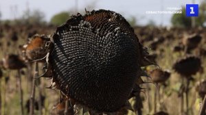 В Крыму началась массовая уборка подсолнечника