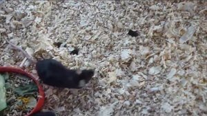 Уборка у мышей, что необходимо для содержания декоративных мышей.