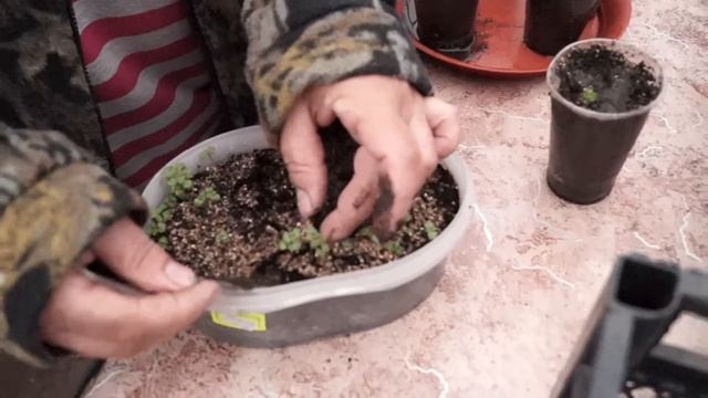 Мелисса как посеять   и вырастить.Пикируем мелиссу.