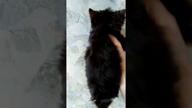 шоколадный йоркширский терьер йорк купить продажа питомник москва