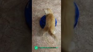 Котенок мейкун мальчик. 3 месяца