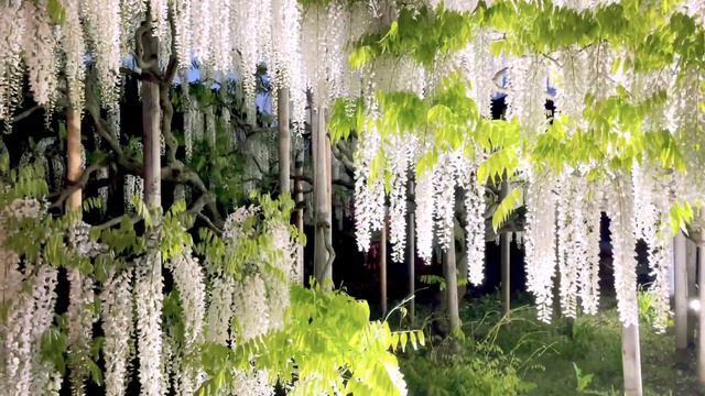 ASHIKAGA FLOWER PARK | THE GARDEN OF ILLUMINATED FLOWERS смотреть онлайн