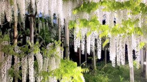 ASHIKAGA FLOWER PARK | THE GARDEN OF ILLUMINATED FLOWERS