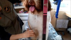 Lagotto grooming by Rita Szakács