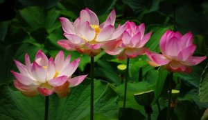 Релакс Священный лотос