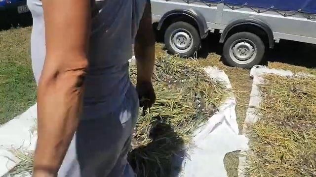 Урожай чеснока воздушки и крупной однозубки