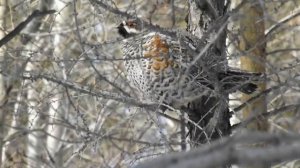 Рябчик весной