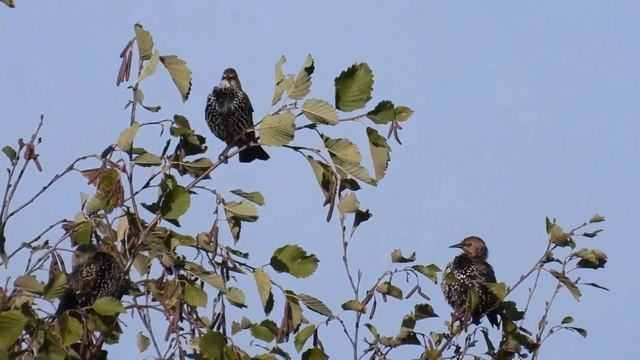 Скворцы летят на юг смотреть онлайн