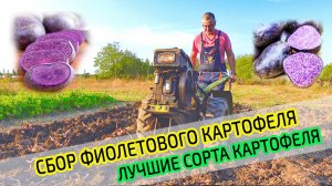 Сбор фиолетового картофеля. КАКОЙ УРОЖАЙ картошки. Лучшие сорта картофеля.