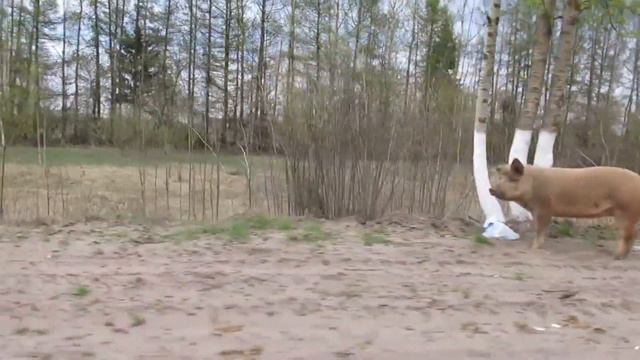 ИСТОРИЯ УЖАСА ШОК #АНАПА СРОЧНО! ВСЕМ ВЛАДЕЛЬЦ КАФЕ СТОЛОВХ #Витязево ОЗАРОВ СКИЙ МОШ***ИК. АФ***СТ смотреть онлайн