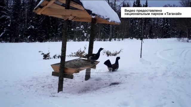 Сцена из жизни глухарей попала в объектив фотоловушки смотреть онлайн