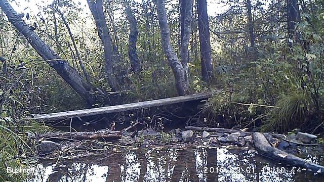 Заяц Висимский заповедник 01 09 16, другой ракурс 4 смотреть онлайн
