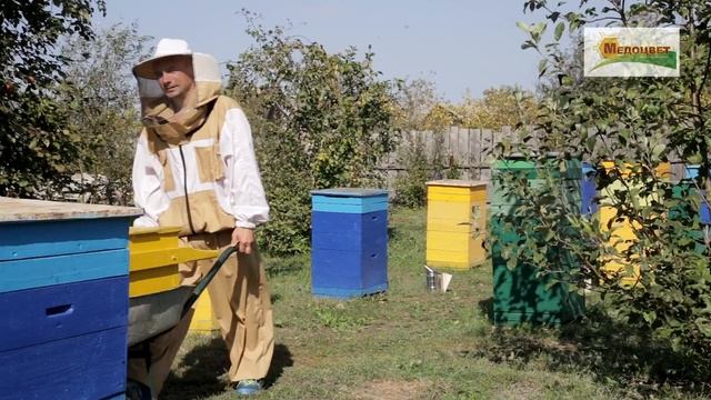 Пчела на цветке. Пчелы глазами пасечника. смотреть онлайн