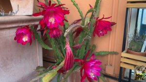 Цветущие кактусы мая. Первая часть ?