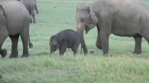 Sri Lanka Minneriya National  Park video 1