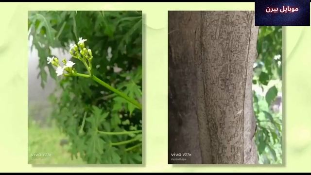 سعر و مواصفات فيفو v27e مميزات و عيوب vivo v27e смотреть онлайн