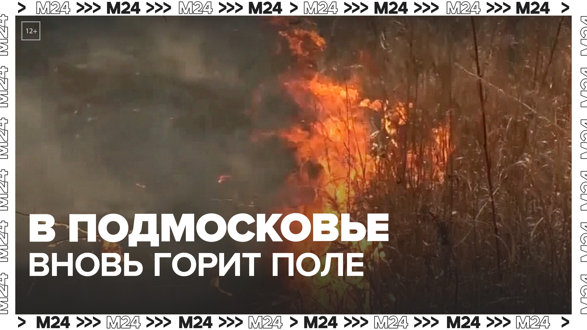В Подмосковье вновь загорелось поле - Москва 24