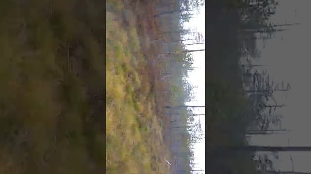 Трехколесный каракат на базе ИЖ Планета 3 по болоту смотреть онлайн