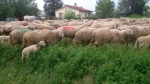 Transumanza gregge pecore a Portogruaro