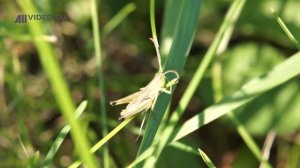 Кузнечик стрекочет. AllVideo.
