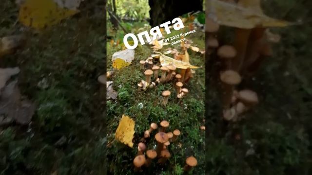 #опята #грибы #грибы2022 #осеннийлес #лес #осень #mushrooms