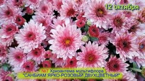 №7 Хризантема мультифлора САНБИАМ ЯРКО РОЗОВАЯ ДВУХЦВЕТНАЯ 12 10 23