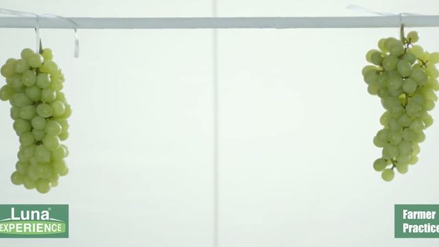 Luna Experience - Berry Drop Test Marathi смотреть онлайн