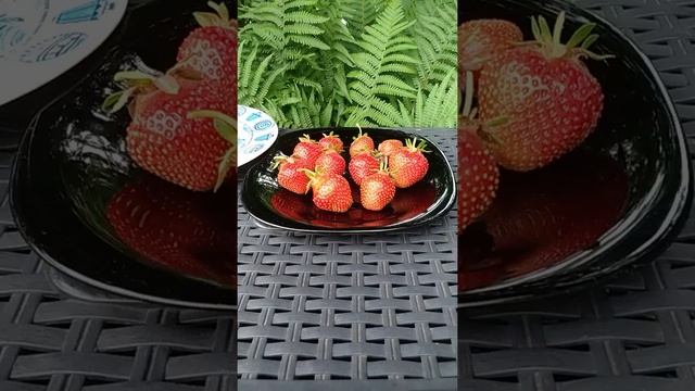 ...strawberry Joly ... клубника  Джоли