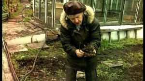 Как хранить георгины?