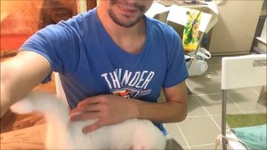 Ласковый шотландский вислоухий кот))