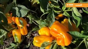 Перец сладкий Джемини F1