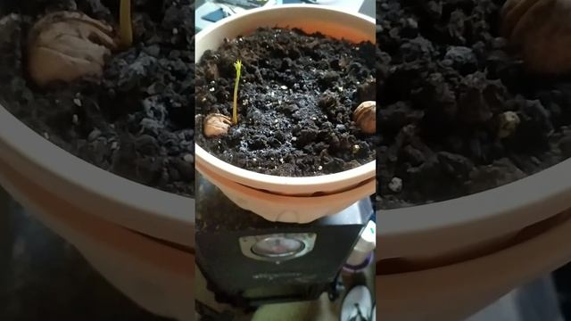 Не большой обзор хобби, проращиваю грецкий орех? смотреть онлайн