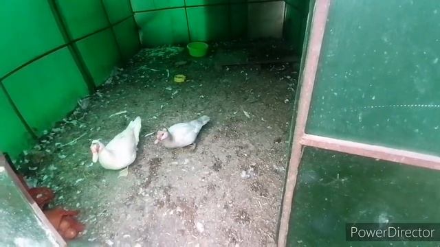 Утята уехали в Самару. Вылет Маранов. Гуси выходят строем))) смотреть онлайн