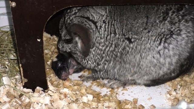 Роды у шиншиллы. Шиншилла родила – что делать? Новорожденные шиншиллята смотреть онлайн