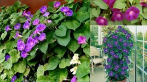 Летний ЦВЕТНИК на БАЛКОНЕ, что посадить??!!!!!