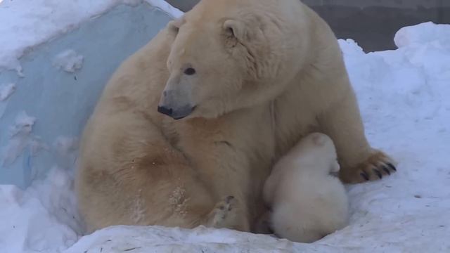 Мишка-малышка хочет кушать. Полярная медведица Герда и её малыш. 27.02.2016 смотреть онлайн